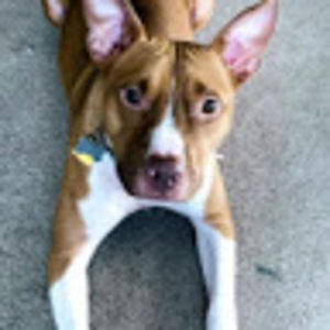 Meet your Posher, Nicholas